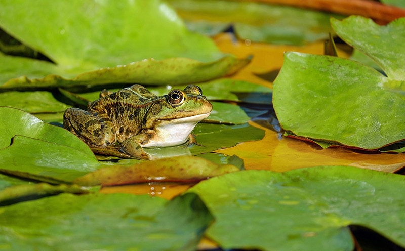 Can You Keep a Wild Frog as a Pet? Vet-Verified Facts & Advice