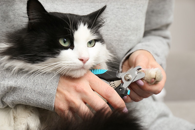 Woman cutting claws of cute cat with clipper