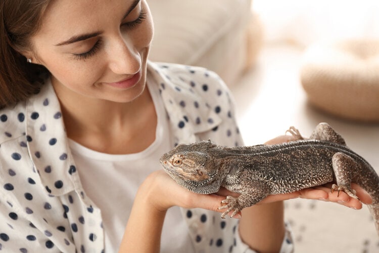 Are Bearded Dragons Good Pets? Vet Reviewed Pros & Cons