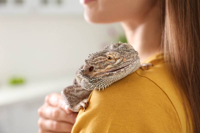 10 Best Calcium Powders for Bearded Dragons - 2026 Reviews & Top Picks