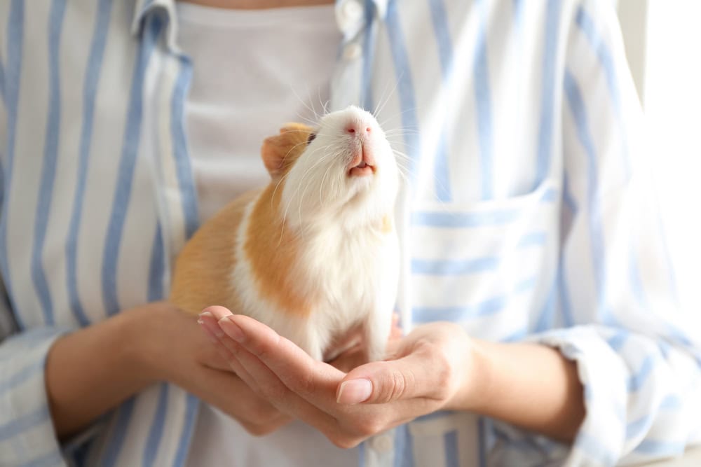 How to Bond With Your Guinea Pig - 20 Easy Tips