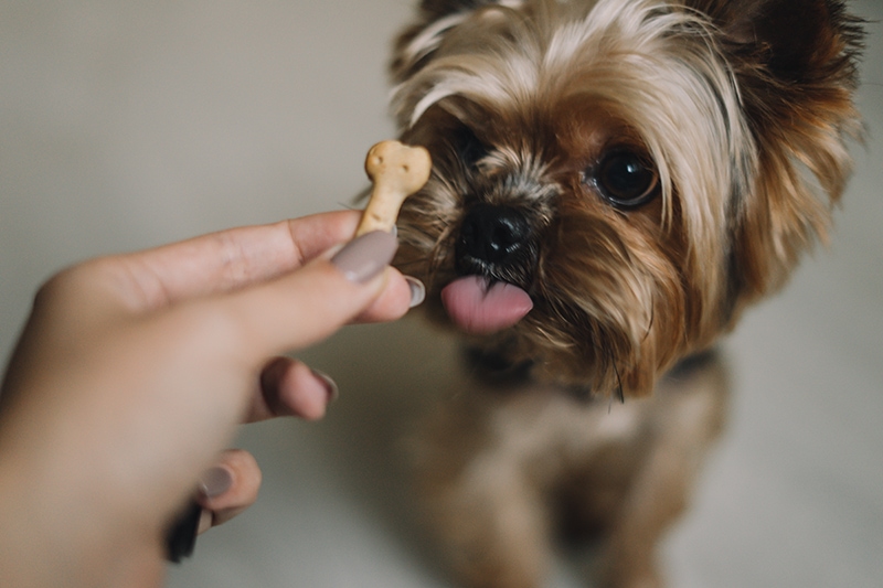10 Best High-Value Dog Treats — 2026 Reviews & Top Picks