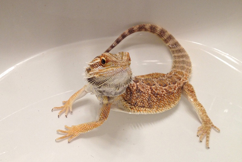 How to Bathe a Bearded Dragon: 9 Vet-Approved Steps