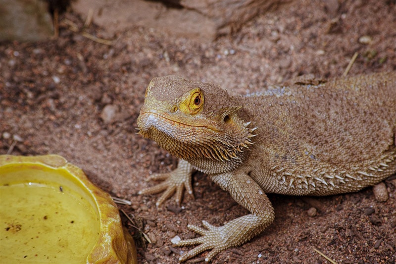 a bearded dragon next to its feeding bowl