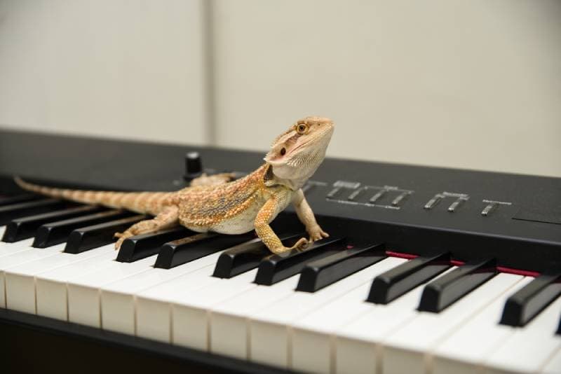 Do Bearded Dragons Like Music? Vet-Reviewed Answer