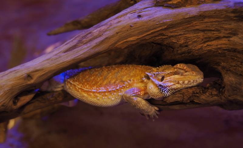 Do Bearded Dragons Hibernate? Vet-Reviewed Facts & Brumation Explained