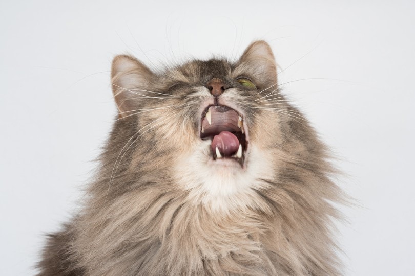 a cat sneezing