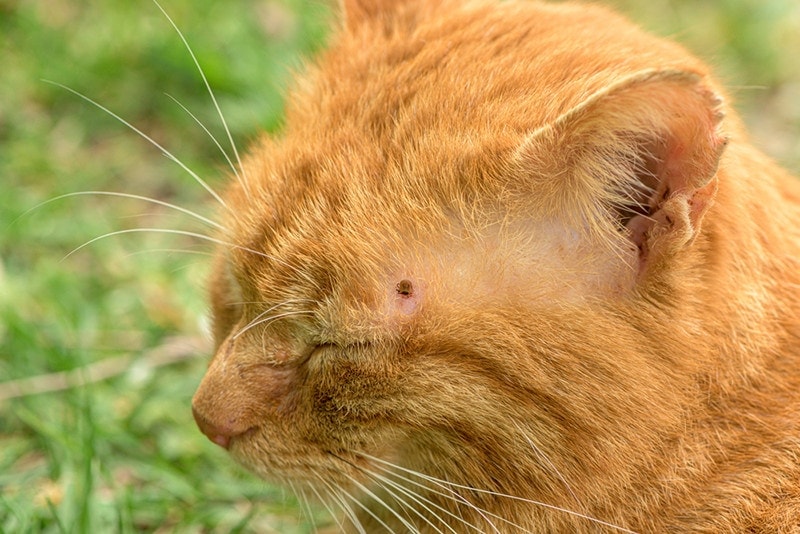 How to Remove a Tick From a Cat: 5 Vet-Approved Expert Tips