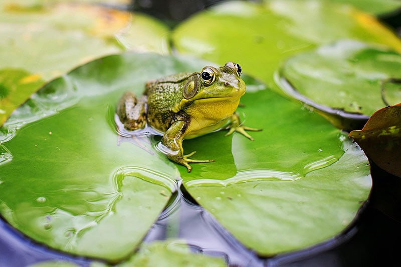 Is a Frog an Herbivore, Carnivore or Omnivore? Vet Approved Facts & FAQ