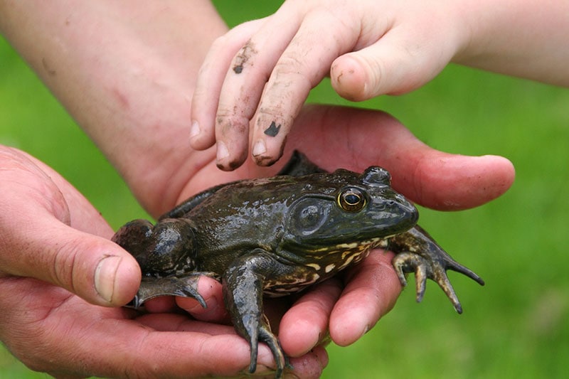 18 Types of Pet Frogs (With Info & Pictures)