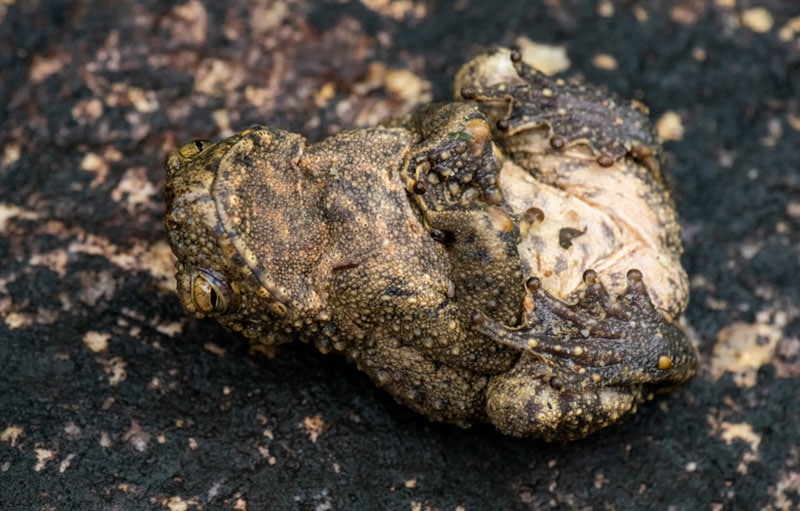 Do Frogs Play Dead? Vet Reviewed Facts & FAQ