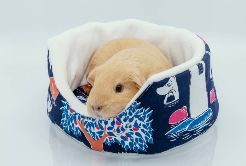 Traveling With Guinea Pigs: How to & Safety Tips