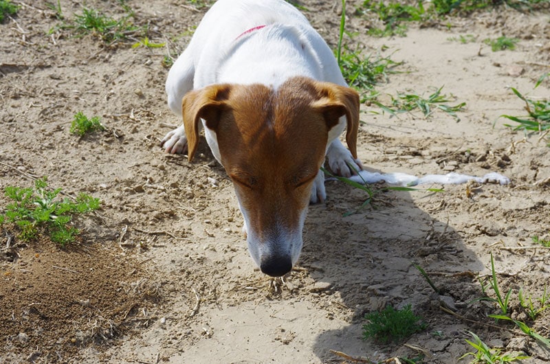 What Is Dog Regurgitation? Vet Reviewed Differences From Vomiting