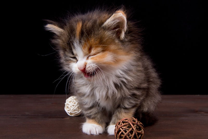 Why Is My Kitten Sneezing? 8 Vet-Reviewed Likely Reasons