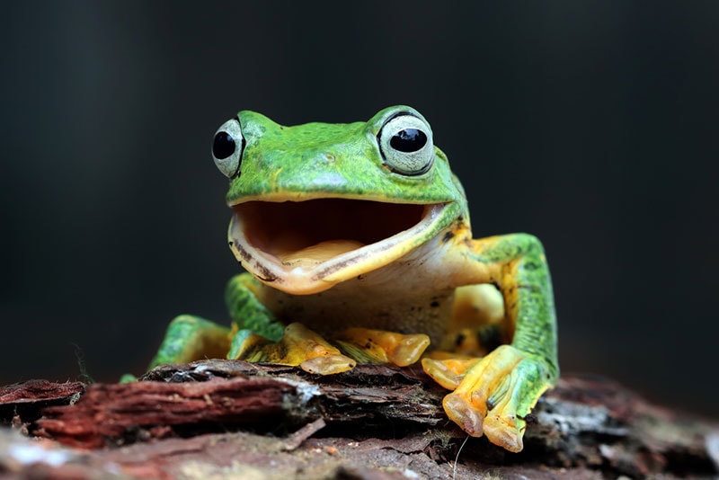Are Frogs Cold-Blooded? Vet-Approved Facts & FAQ