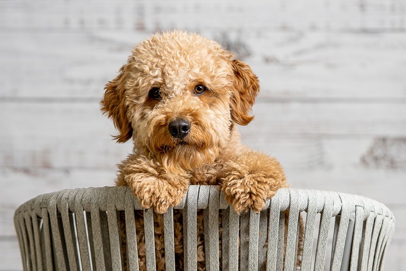 Apricot Goldendoodle: Info, Pictures, Characteristics & History