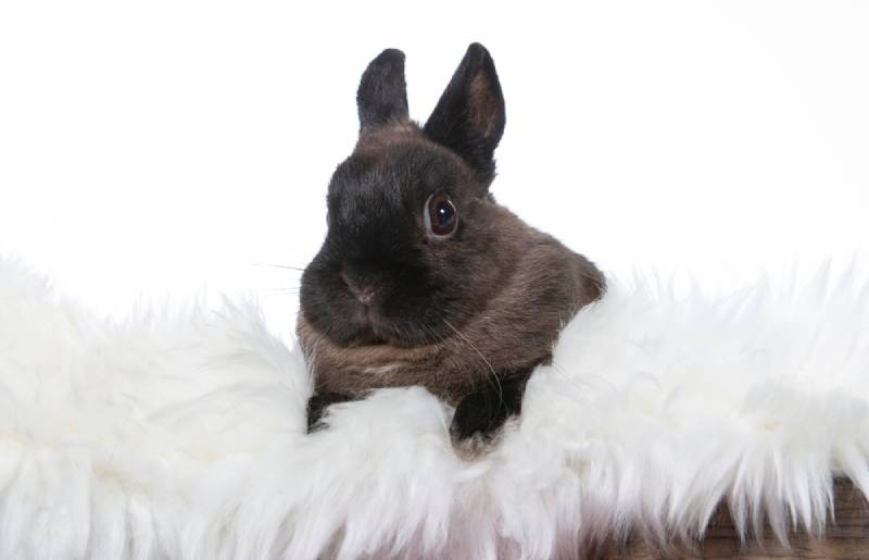 Polish Rabbit Breed Info: Pictures, Temperament & Traits