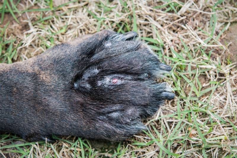 Why Is My Dog's Paw Swollen? 7 Vet-Reviewed Reasons