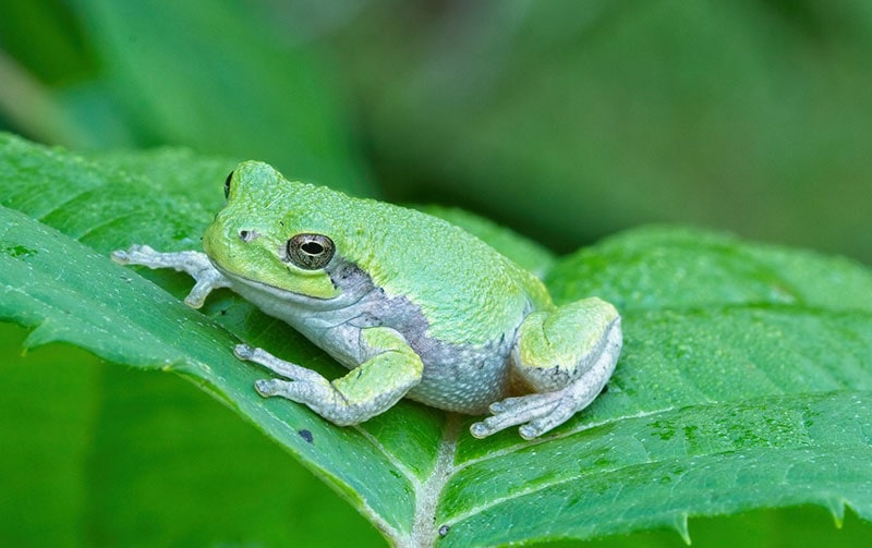 11 Interesting Tree Frog Facts: Vet-Verified Info With Pictures