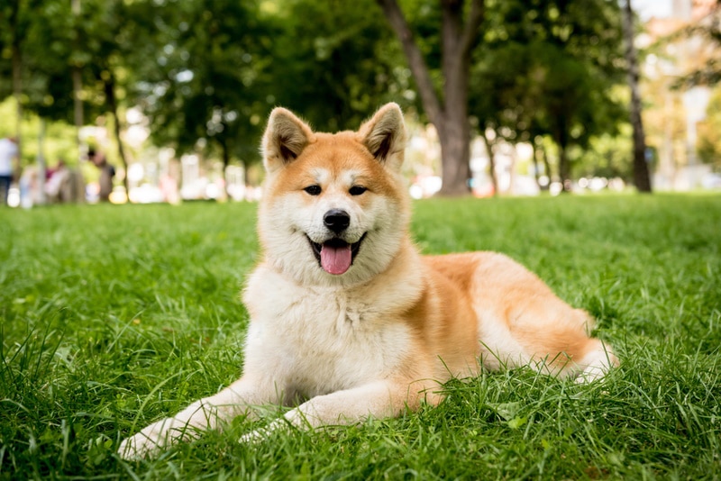 Are Akitas Hypoallergenic? Vet Approved Facts & FAQ