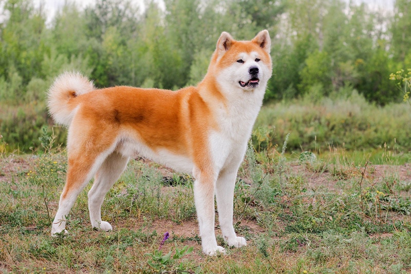 12 Akita Pros & Cons: Vet-Reviewed Facts