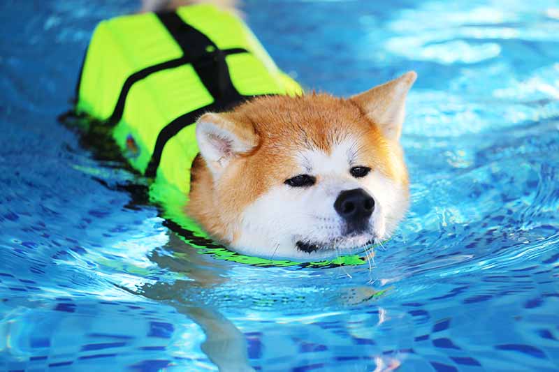 akita inu swimming with life vest