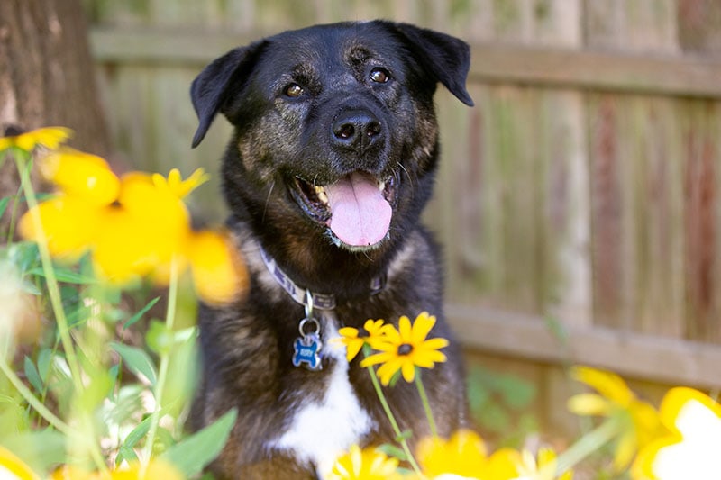 Akita Rottweiler Mix: Info, Pictures, Care, Temperament & Traits