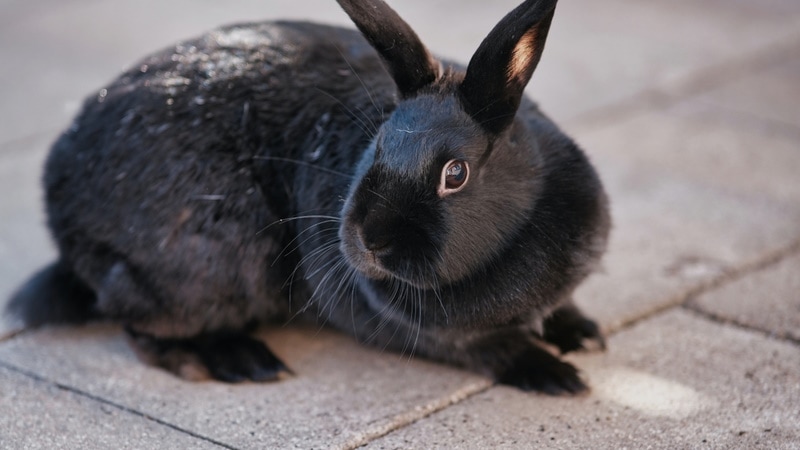 Alaska Rabbit: Info, Care, Diet, Pictures & More