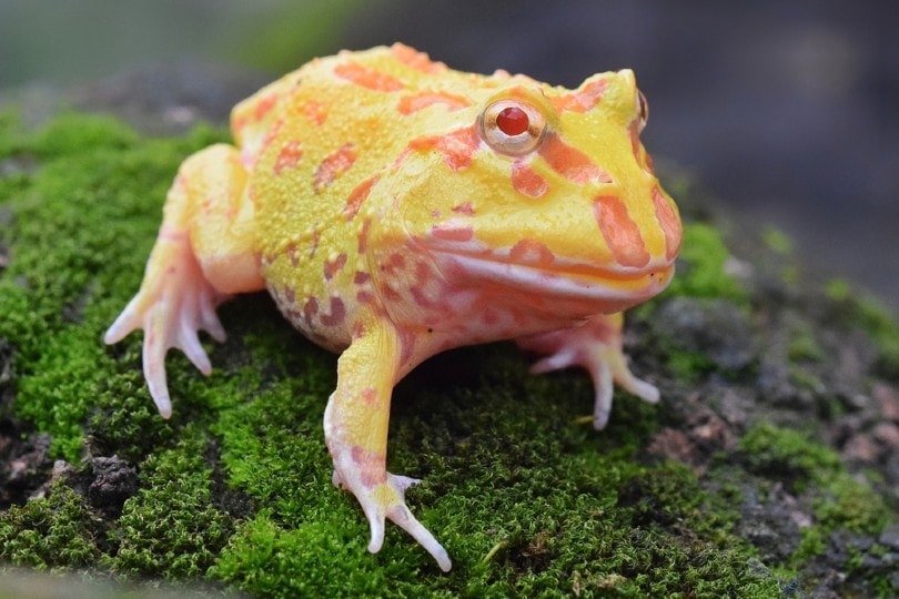 Pacman Frog: Care Guide, Lifespan, Pictures, Diet & More