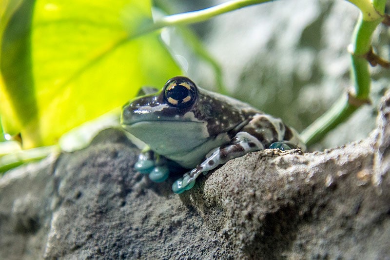 Amazon Milk Frog: Lifespan, Diet, Pictures & More
