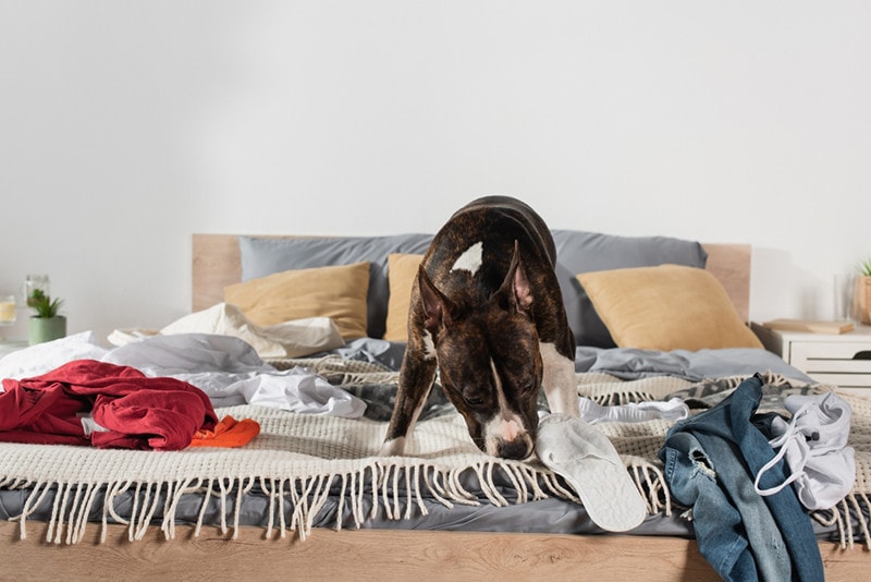 Why Do Dogs Like Dirty Underwear? 10 Vet-Verified Reasons