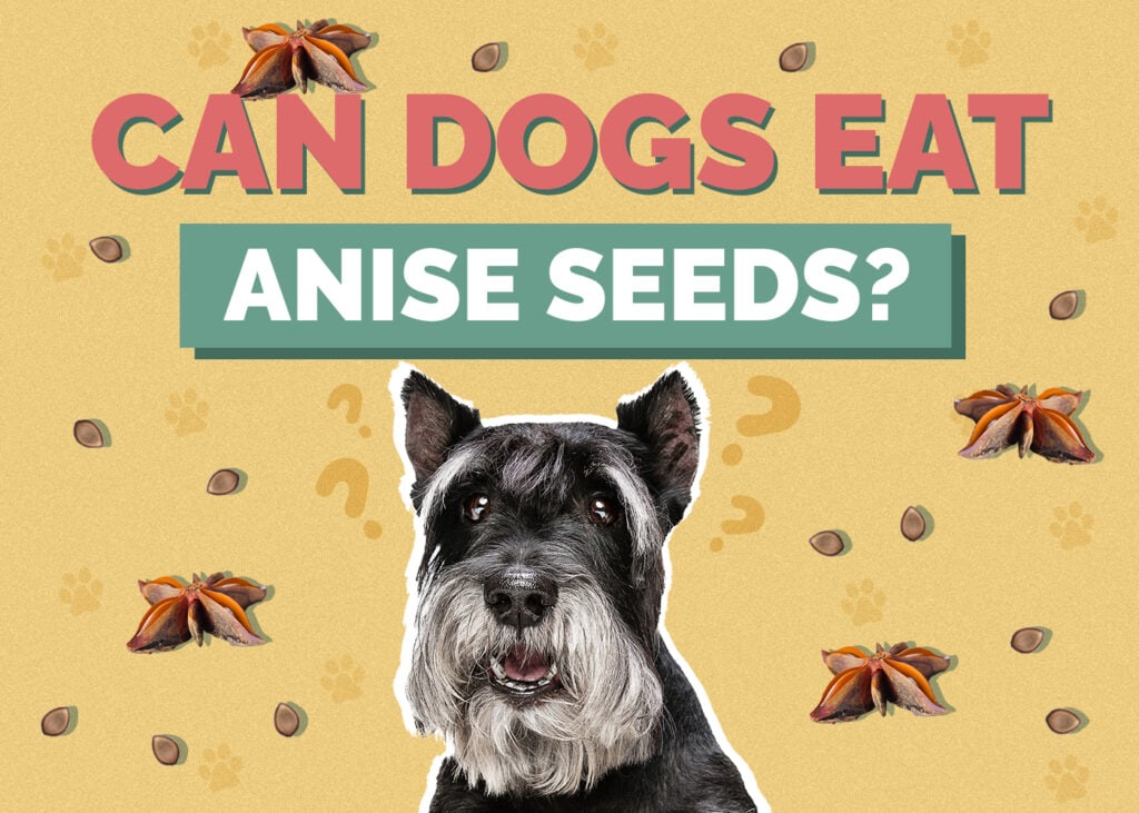 Can Dogs Eat Anise Seed? Vet Approved Health Review