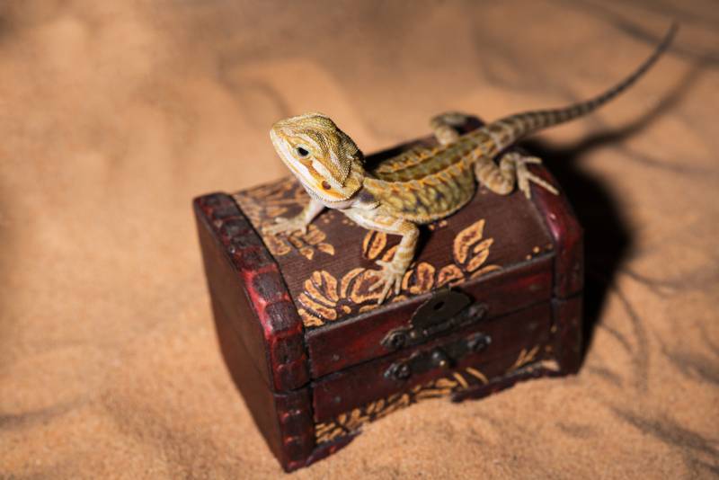 10 DIY Bearded Dragon Toys You Can Make Today (With Pictures)
