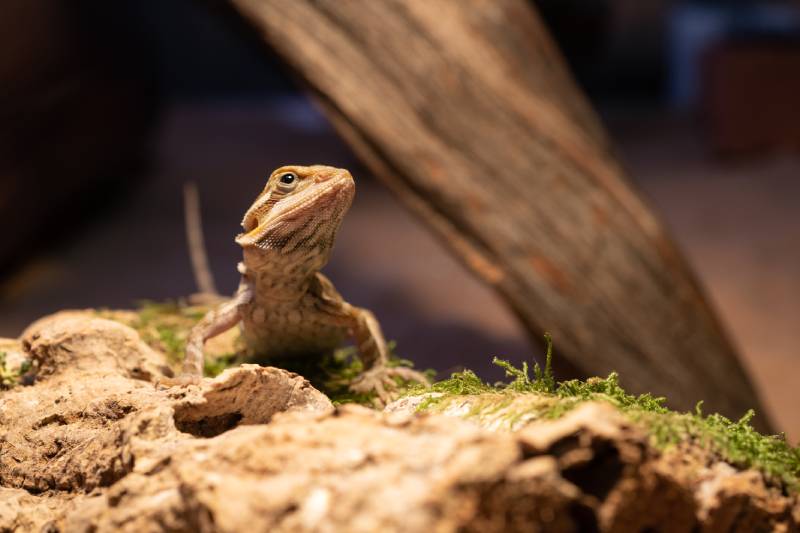 What Size Tank Does a Bearded Dragon Need? Our Vet's Advice & Care Tips