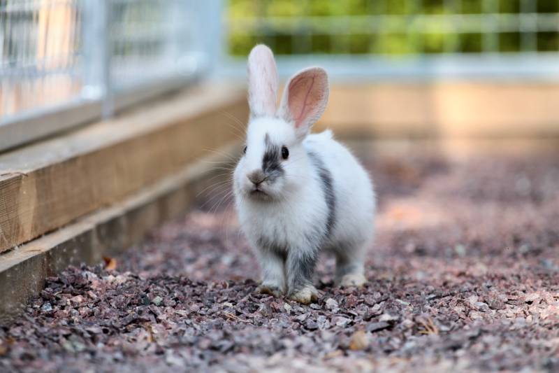 Why Does My Rabbit Run Away From Me? 6 Likely Reasons