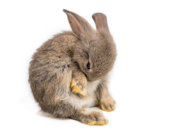 Why Is My Rabbit Pulling Their Fur Out? 8 Vet-Reviewed Reasons