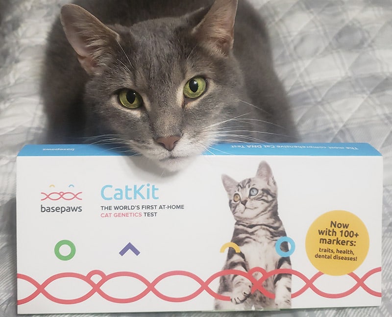 basepaws catkit