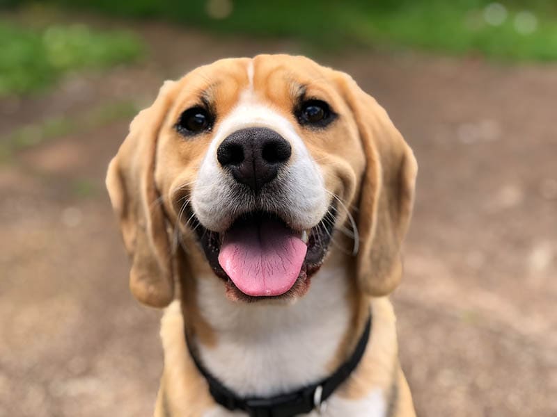 What Is the Normal Respiration Rate for a Dog? Vet-Verified Facts & Guide