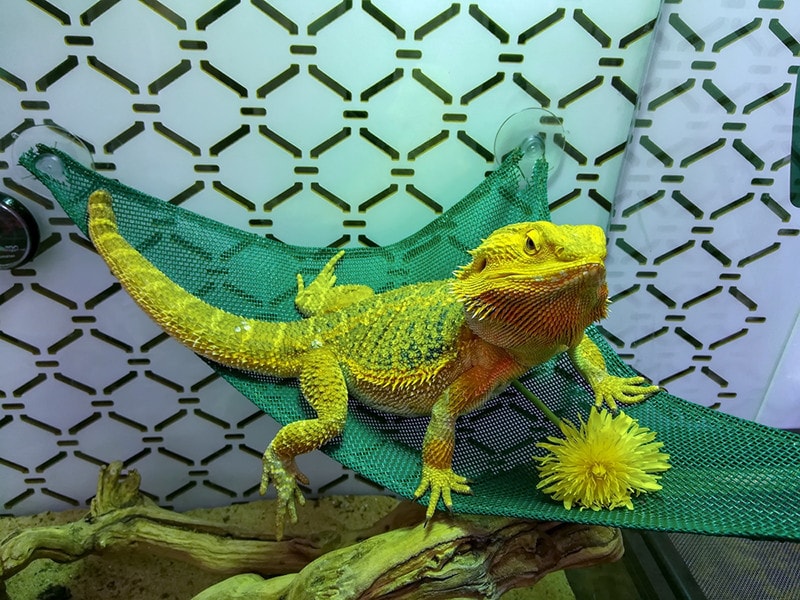 5 DIY Bearded Dragon Hammock Plans You Can Make Today (With Pictures)