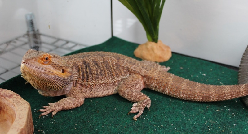 How Fast Do Bearded Dragons Grow? Size & Growth Chart