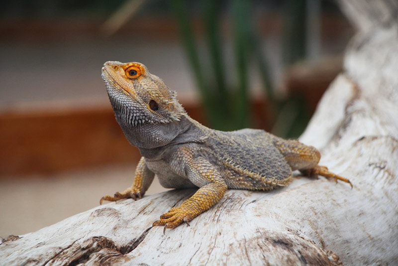 How to Take Care of a Bearded Dragon: Vet Approved Tips
