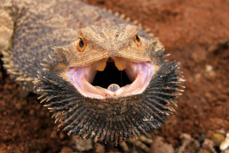 Do Bearded Dragons Bite? Vet Reviewed Reasons & How Much It Hurts