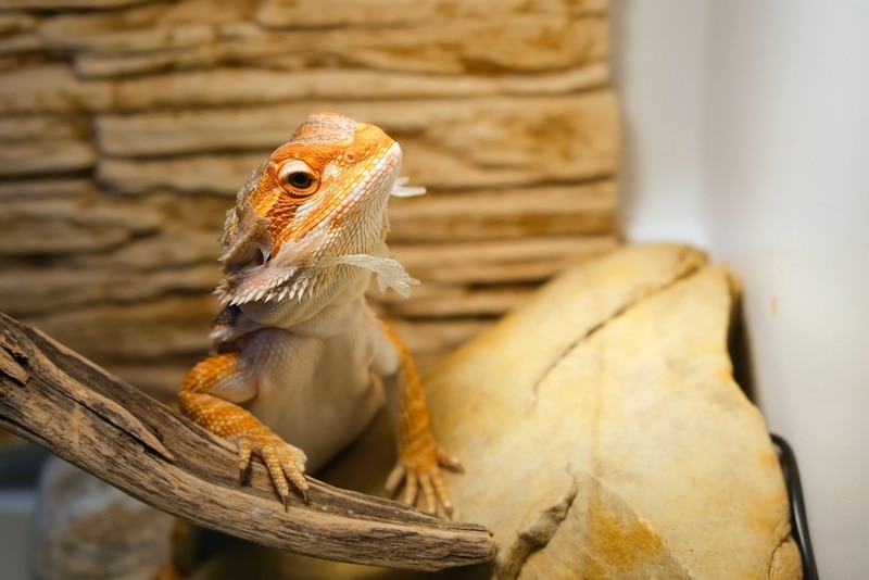 How Often Do Bearded Dragons Shed? Vet-Reviewed Guide According to Age & Growth