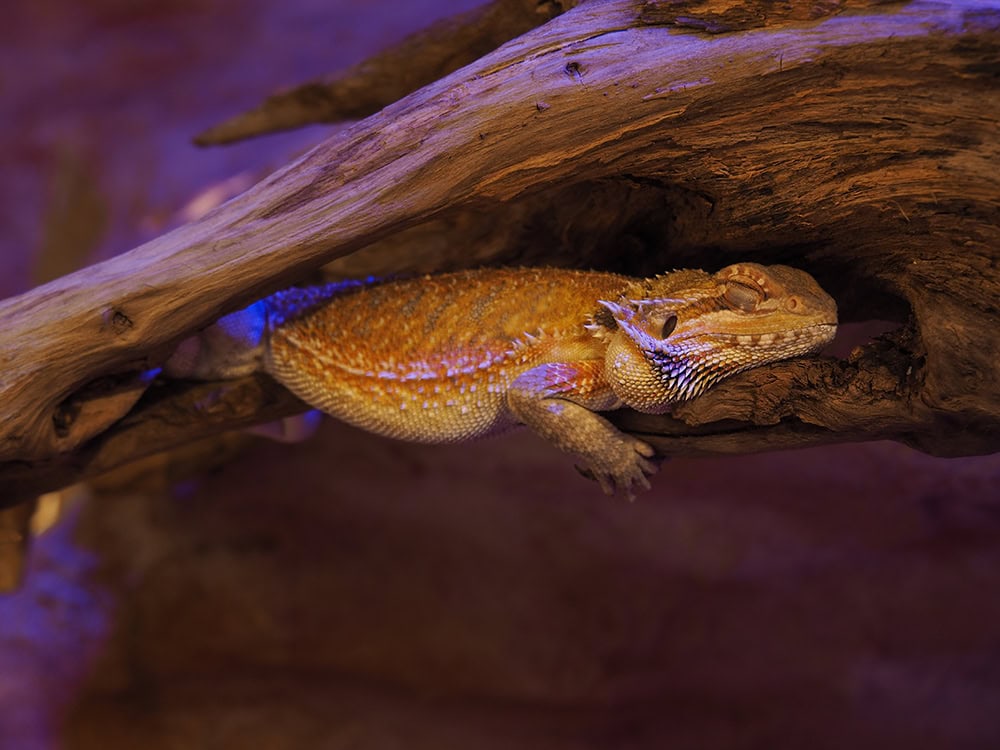 Bearded Dragon Brumation: What Is It & What To Do (Vet Approved)