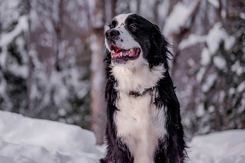 Berniefie (Bernese Mountain Newfoundland Mix): Info, Pictures & Care Guide
