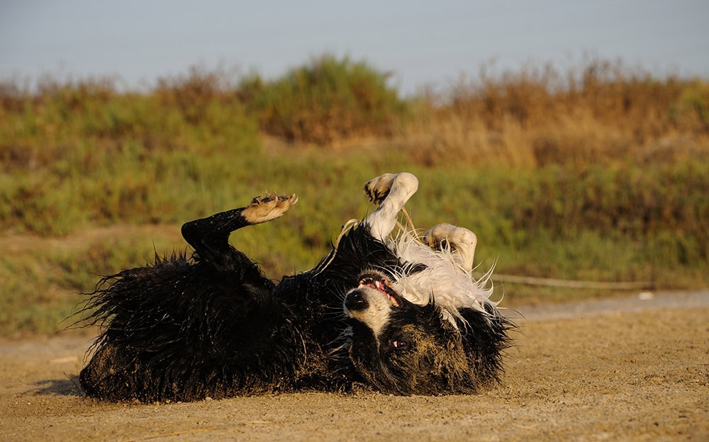Why Do Dogs Roll in the Dirt? Vet-Reviewed Behavior, & FAQ