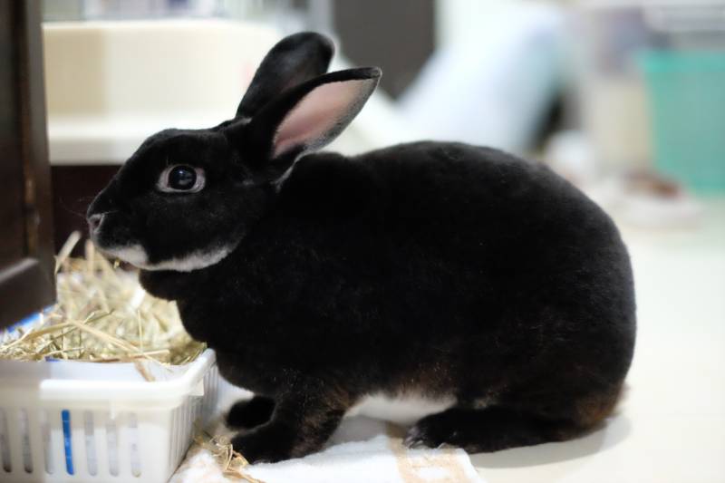 Black Otter Rex Rabbit: Info, Care, Diet, Pictures & More
