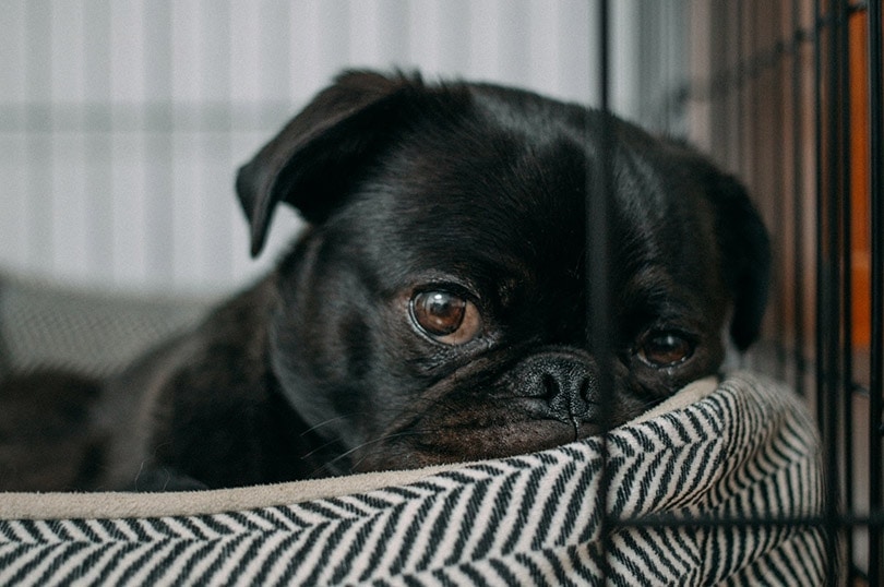 Encephalitis in Pugs: Causes, Signs, Care & FAQ (Vet Answer)