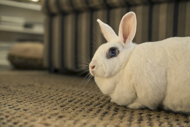 10 White Rabbit Breeds (With Info & Pictures)