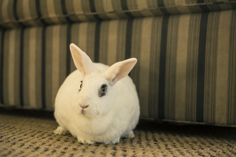 Blanc De Hotot Rabbit: Pictures, Care Guide, Lifespan & Traits